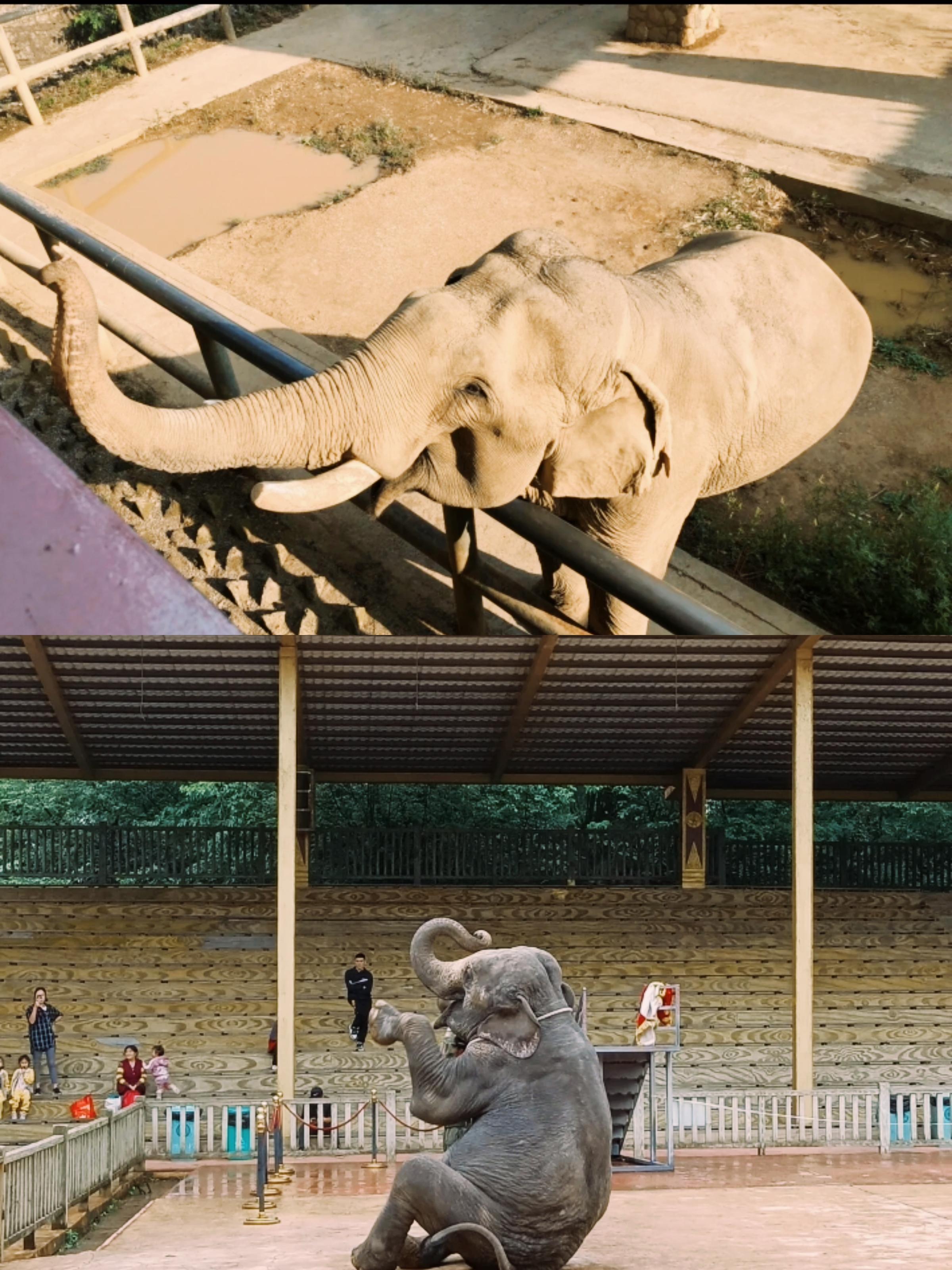 贵州森林野生动物园|你见过转圈圈的大象吗?