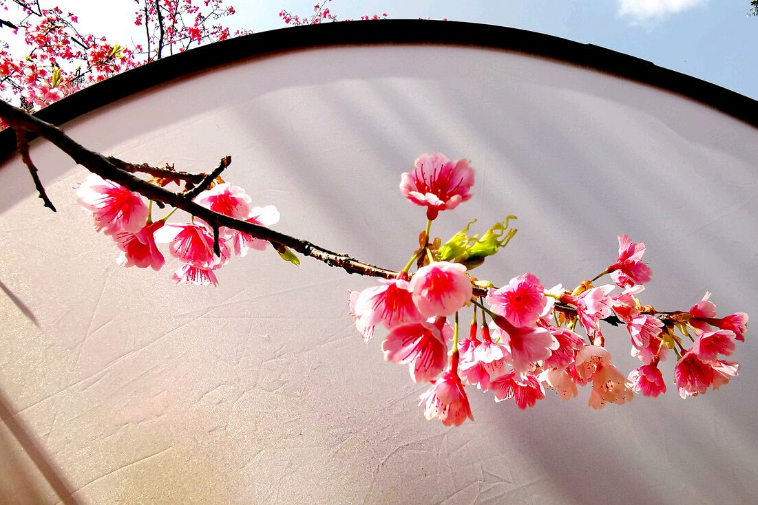 一枝红杏出墙来,叶绍翁这个名句,到底是谁的原创