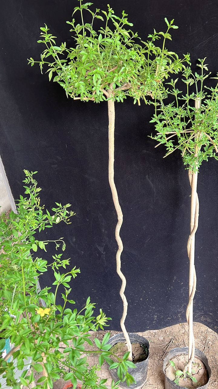 探春花叶子打蔫只要浇上水就可以了.