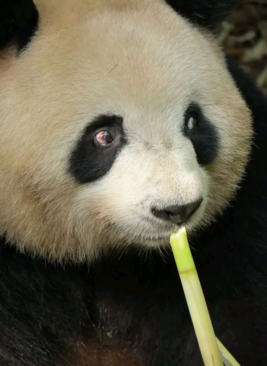 一般来说很少能见到熊猫的眼白,而肉肉有的时候不仅能见到眼白,而且会