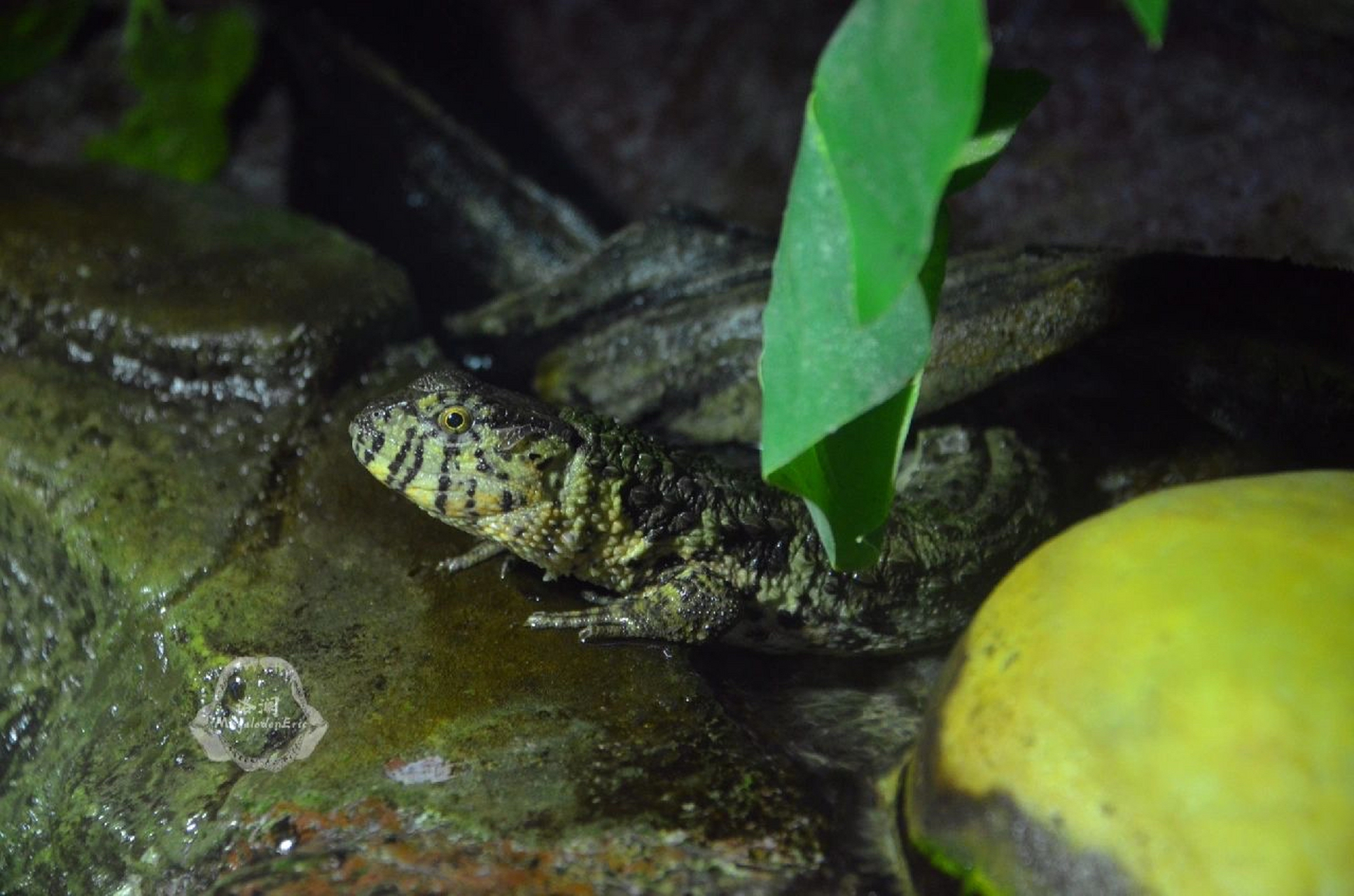 瑶山鳄蜥,又名大睡蛇,木睡鱼,落水狗,是我国独有的特产品种.