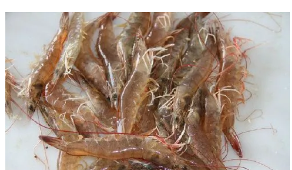 草虾和基围虾区别