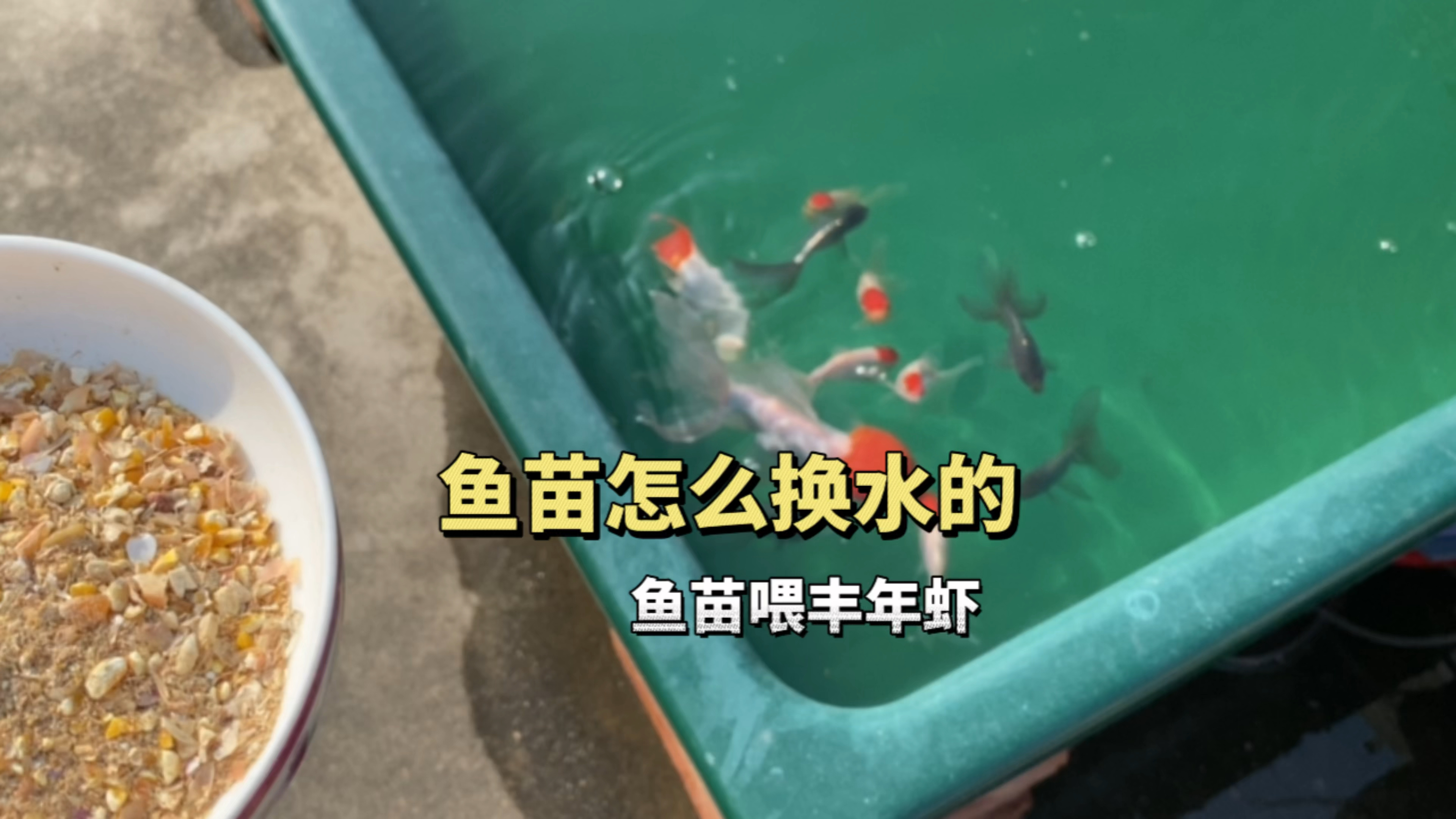 金鱼繁殖全过程,鱼苗怎么换水,鱼苗投喂活的孵化丰年虾