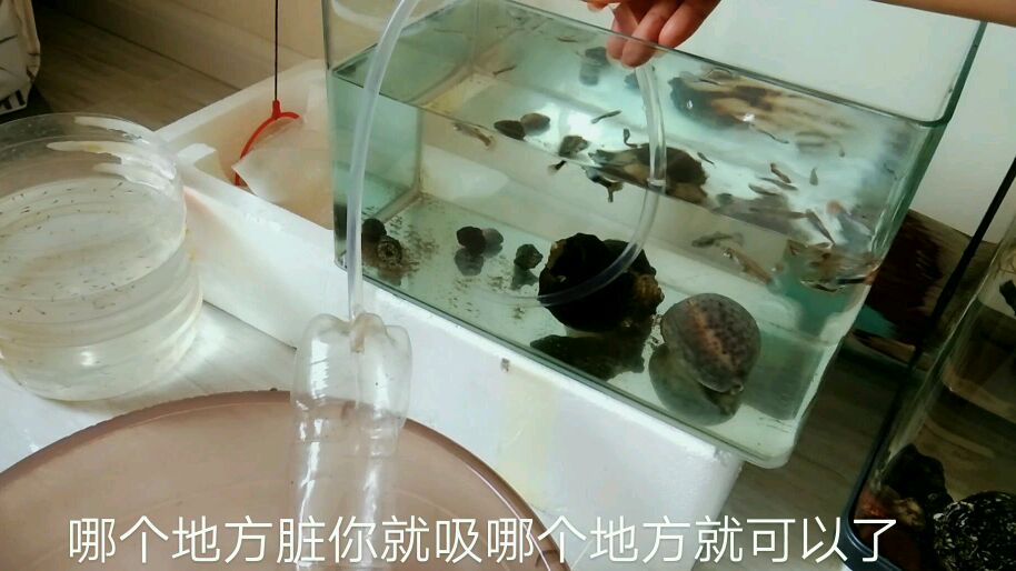 不花钱的鱼缸清理器,一个塑料瓶子一根管子就解决了,省钱省电