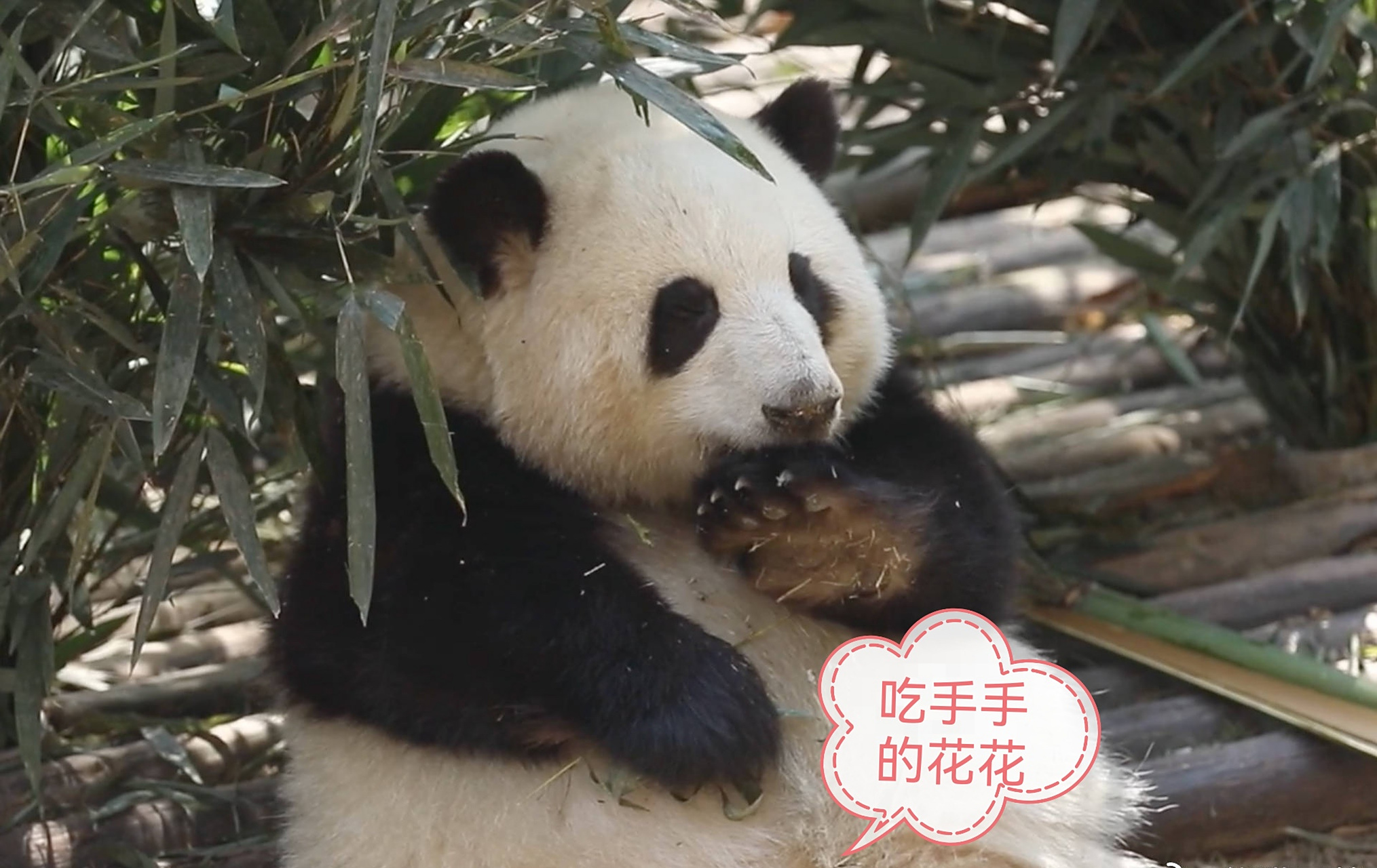 花花简直是熊猫界的表情包!