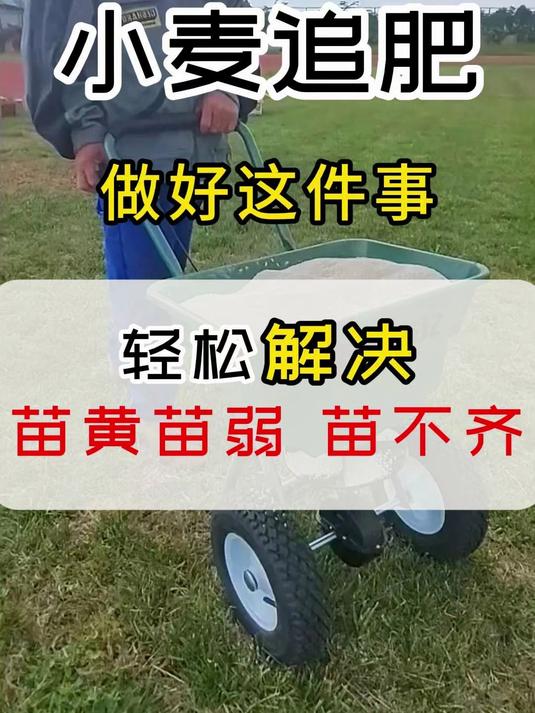 鄂中小麦追肥图片