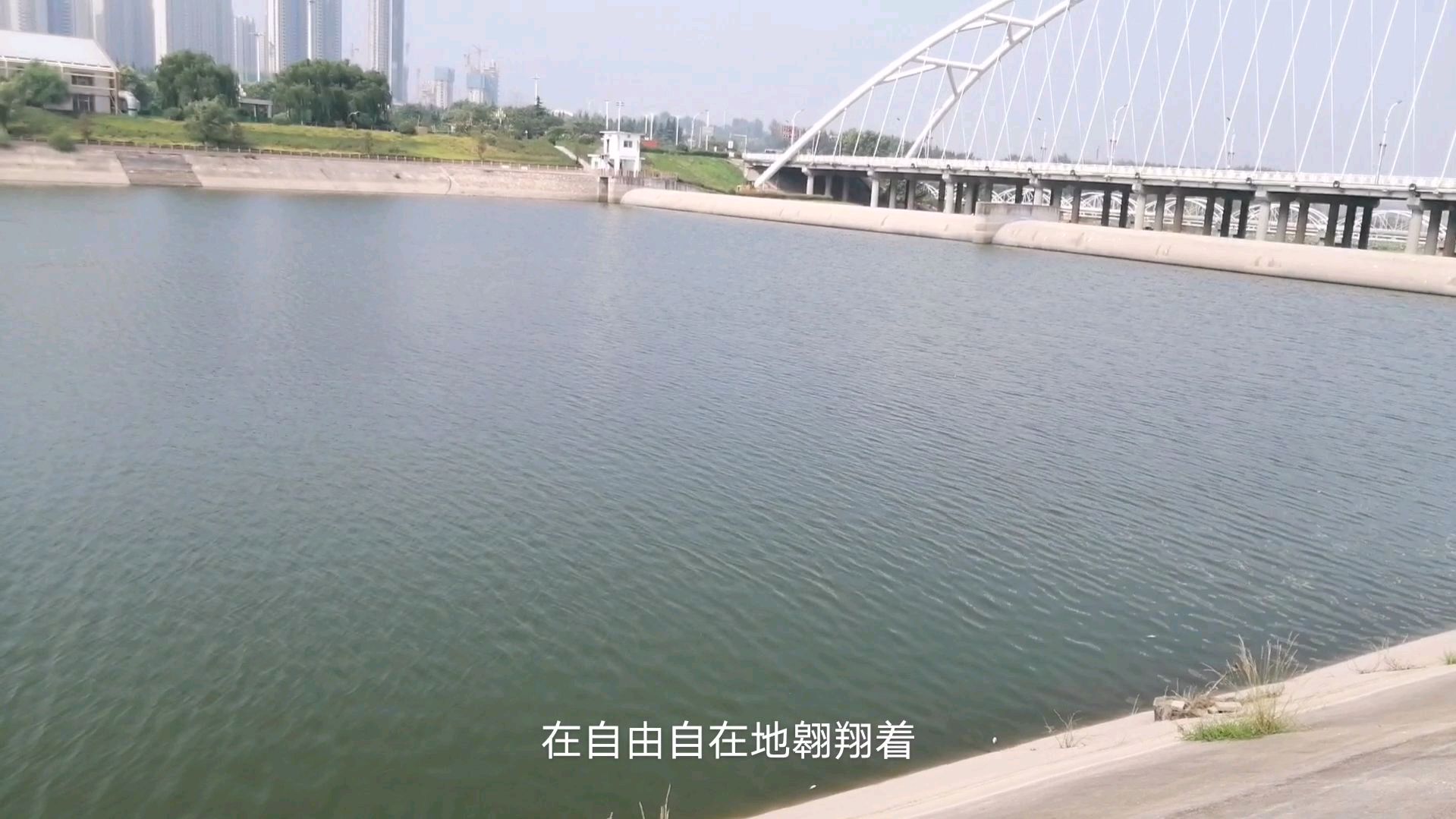 三门峡天鹅湖景区,一个让游客不想走的地方