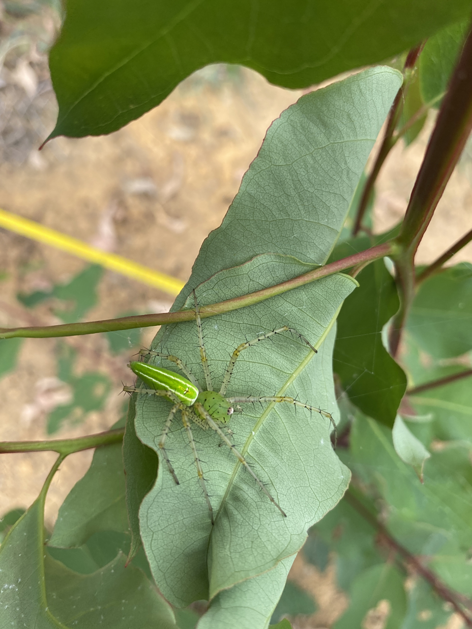 今天看到的绿色蜘蛛和绿色螽斯