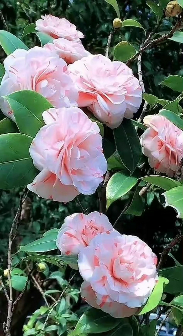 茶花花期在春天与春末夏初,这时节咋还有双色茶花开?奇花呀.