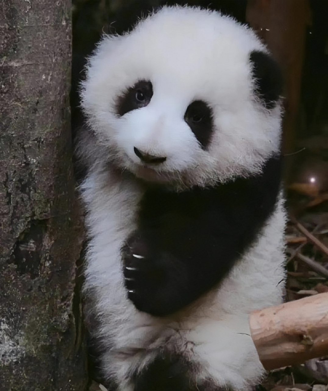 熊猫界顶流女明星花花小时候的萌照来啦.从小到大都是这么可爱!