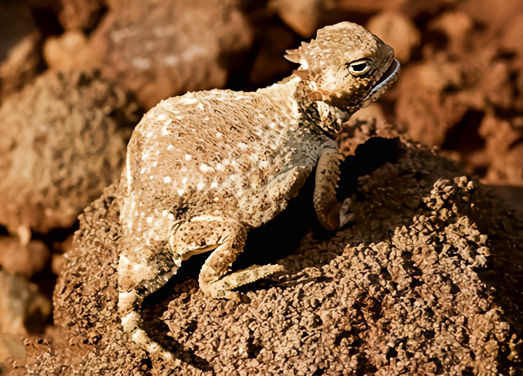 每天认识一种动物——圆尾角蜥 圆尾角蜥原产于北美洲美国,墨西哥,共