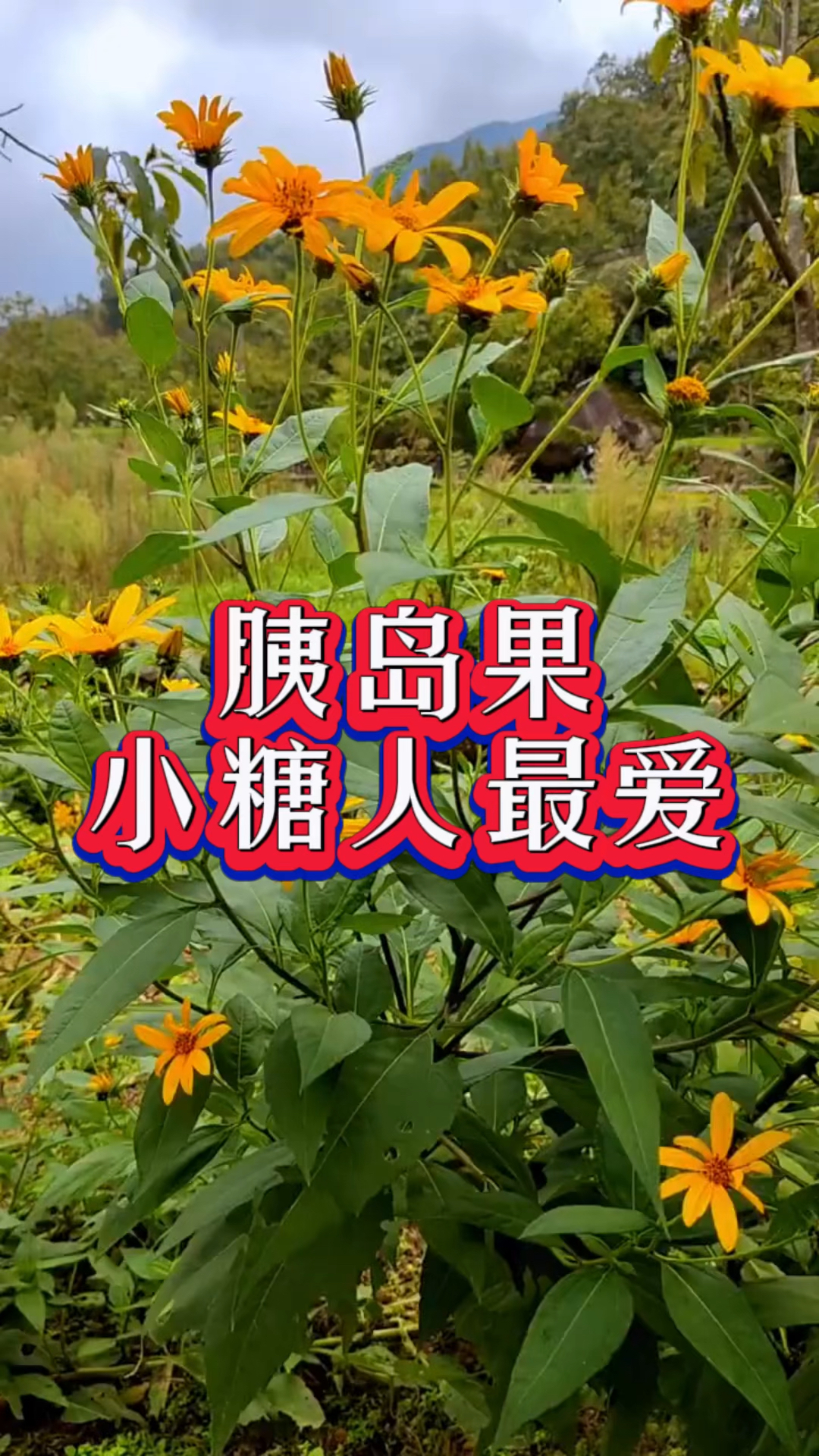 胰岛果有什么作用图片