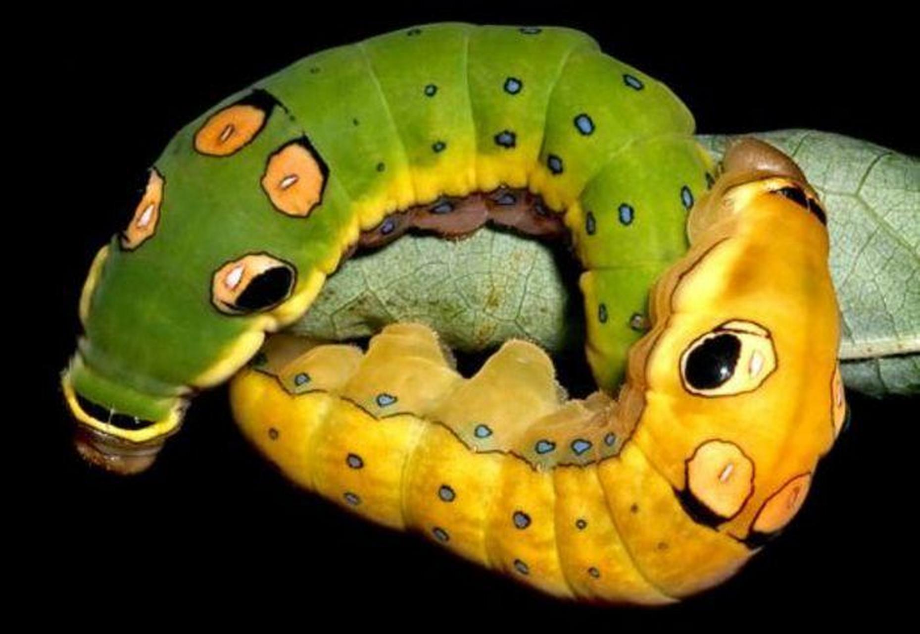 奇妙的昆虫-银月豹凤蝶幼虫 银月豹凤蝶幼虫身体为鲜艳的金黄色十分