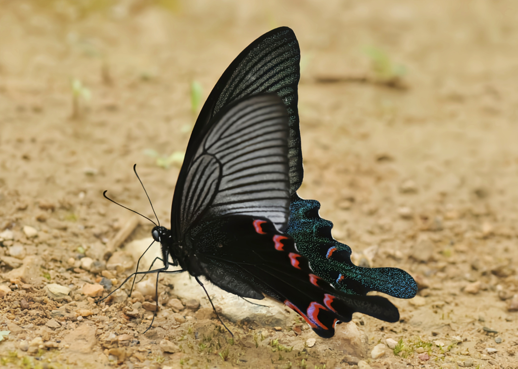 每天认识一种昆虫——穹翠凤蝶 穹翠凤蝶是凤蝶科,凤蝶属昆虫,它是原