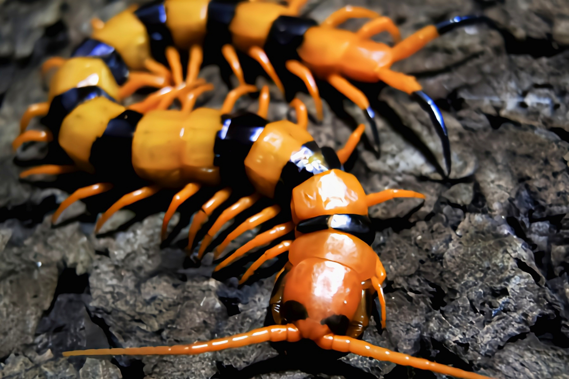 每天认识一种动物——印度瑰宝蜈蚣 印度瑰宝蜈蚣是蜈蚣目,蜈蚣科动物