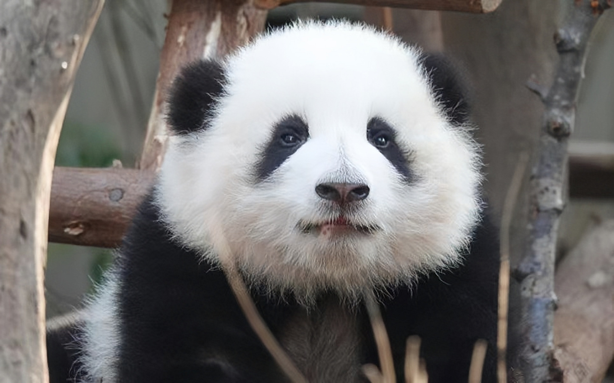 熊猫界顶流女明星花花小时候的萌照来啦.从小到大都是这么可爱!