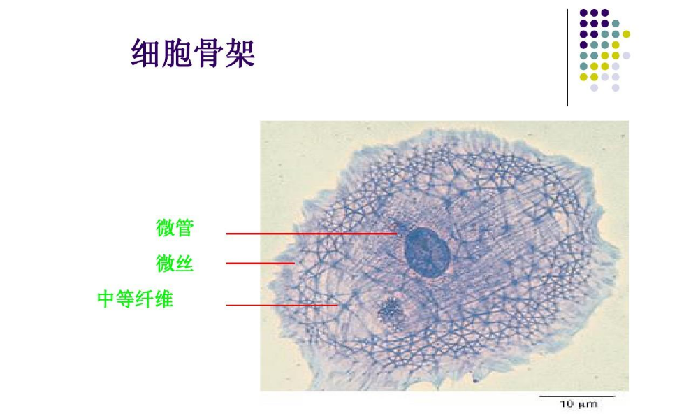 高中生物細胞骨架是什麼