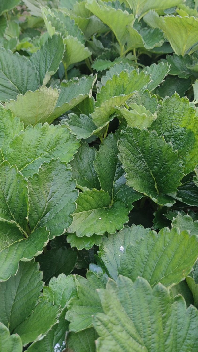 隋珠草莓苗,植株健壮,叶片肥厚健康!