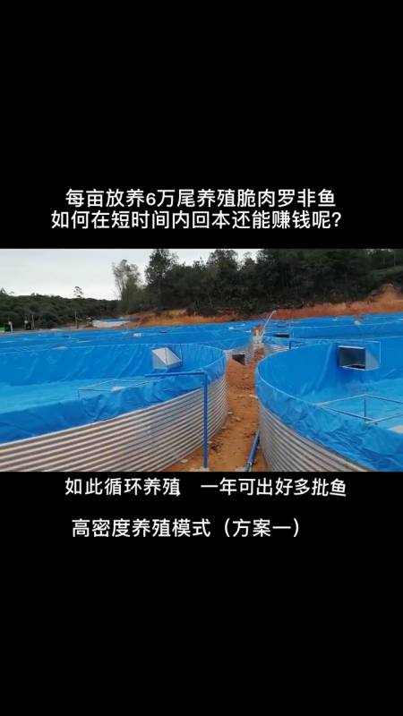 高密度养殖脆肉罗非鱼刀刮布水产养殖技术黄骨鱼水蛭养殖养殖基地