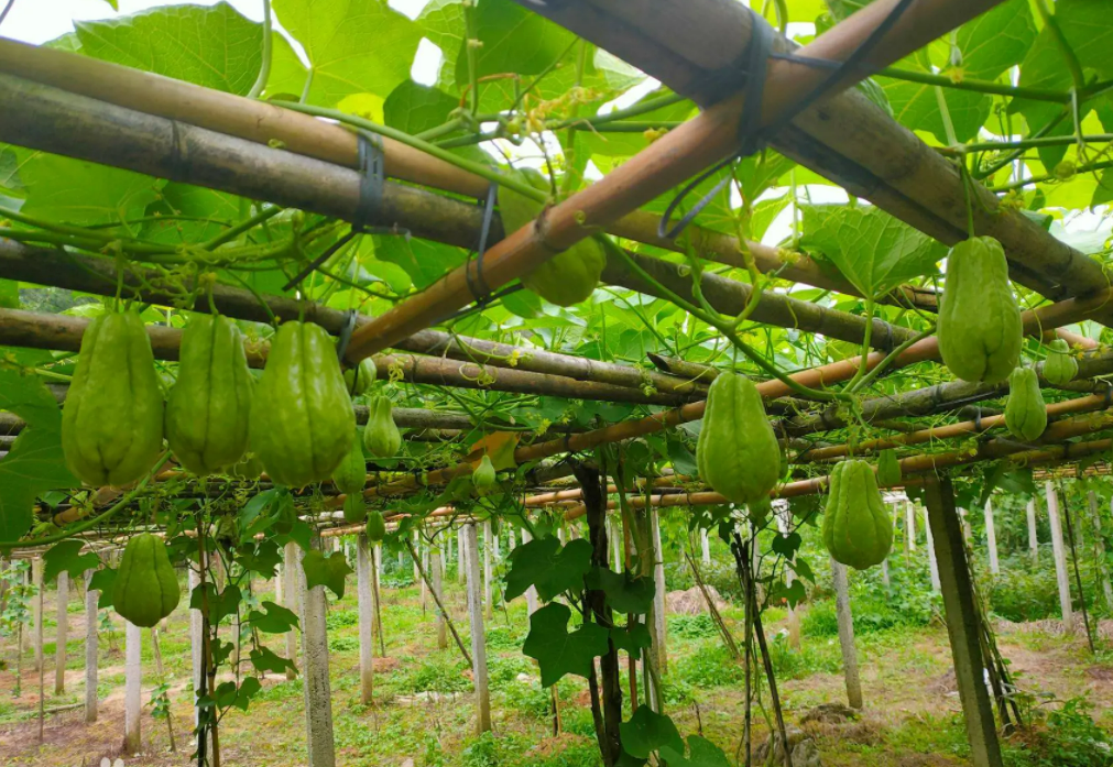 五指并拢,形如佛手:佛手瓜种植技术与栽培管理