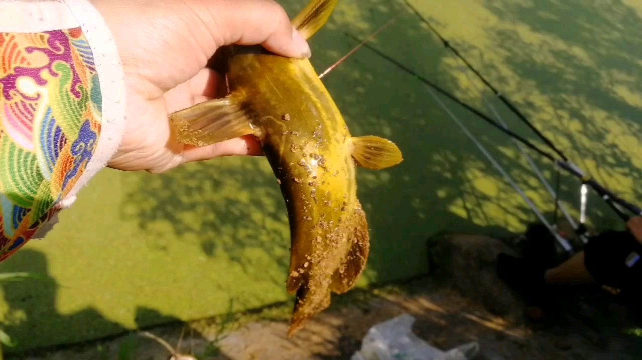 昂刺鱼这样钓,别人没口你连竿,别说我没告诉你!