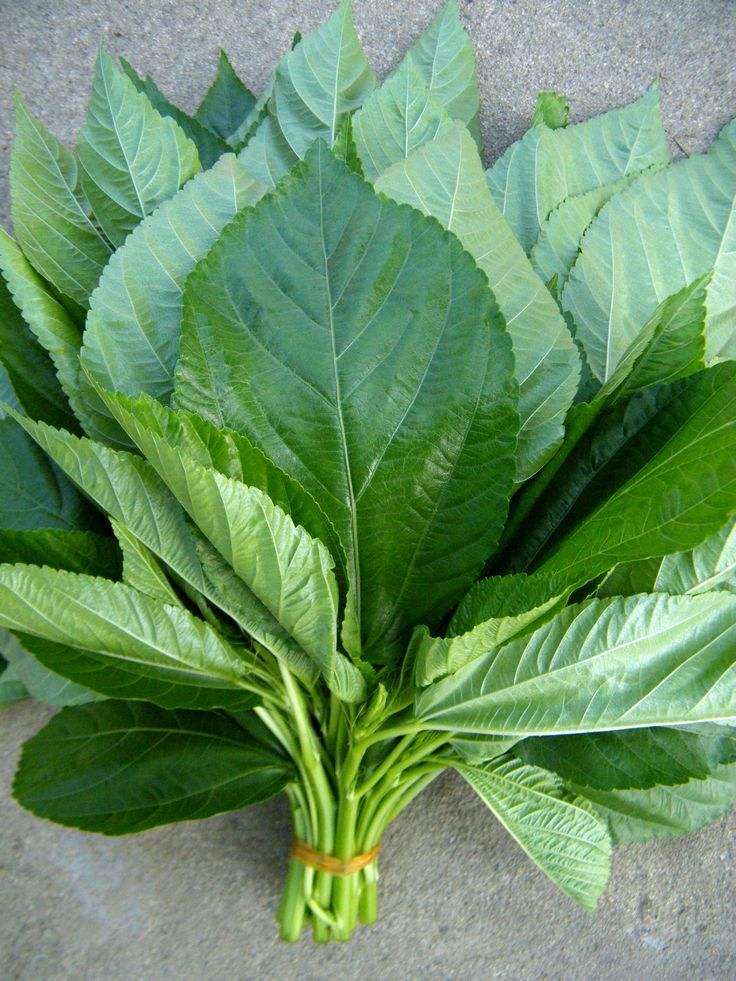 黄麻,可编麻绳,是一种农作物,全身是宝