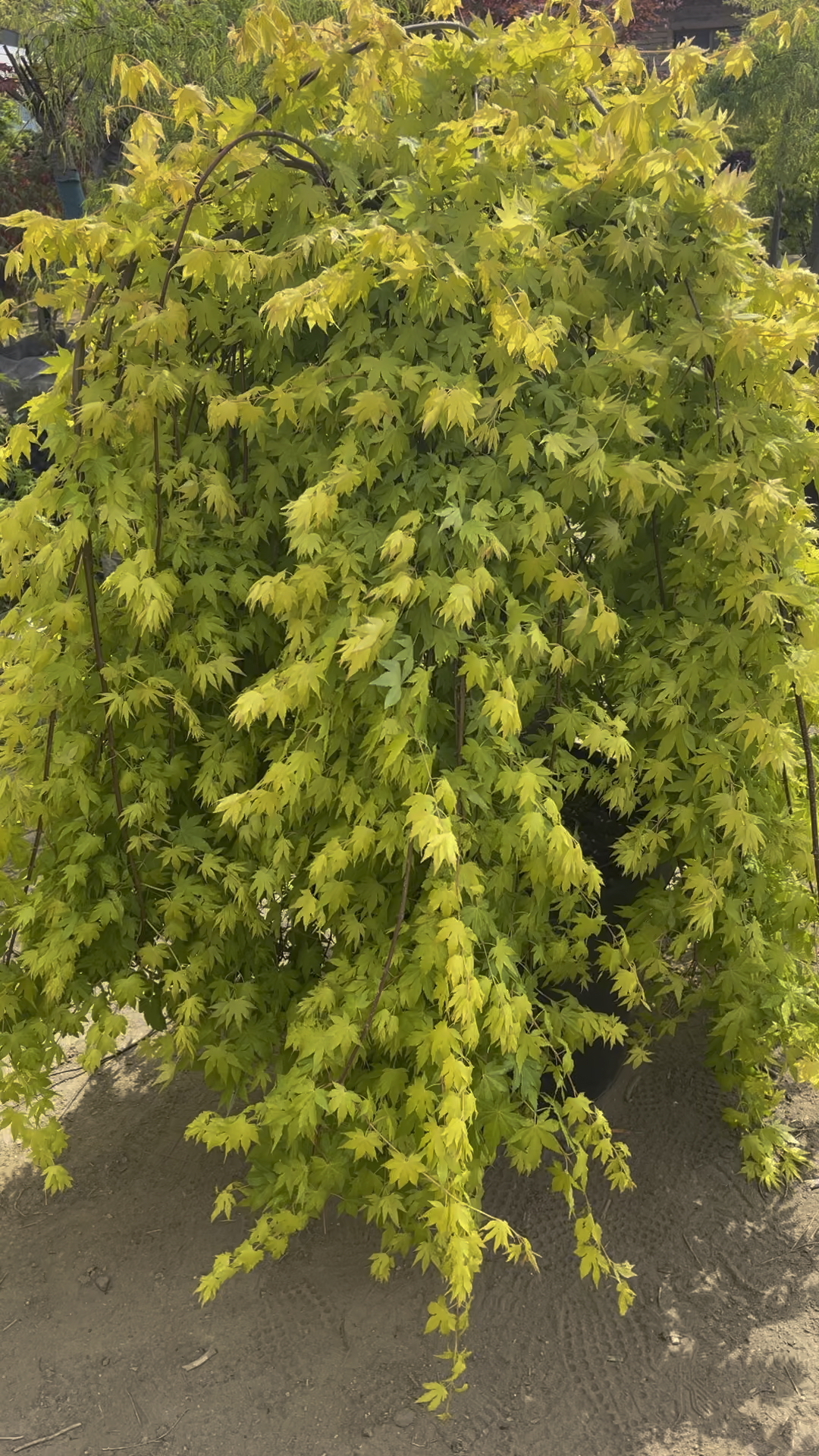 全冠黄金流泉枫,垂枝似瀑布-度小视