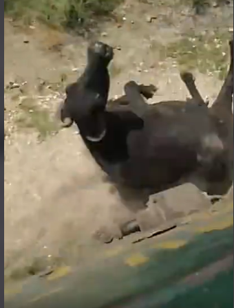 火车撞上动物的瞬间