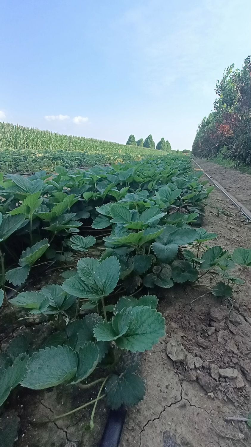 天使八号草莓苗基地,白色草莓苗品种-度小视