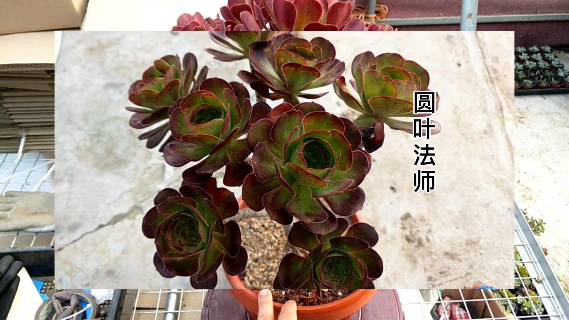多肉植物,法师种类,养护方法