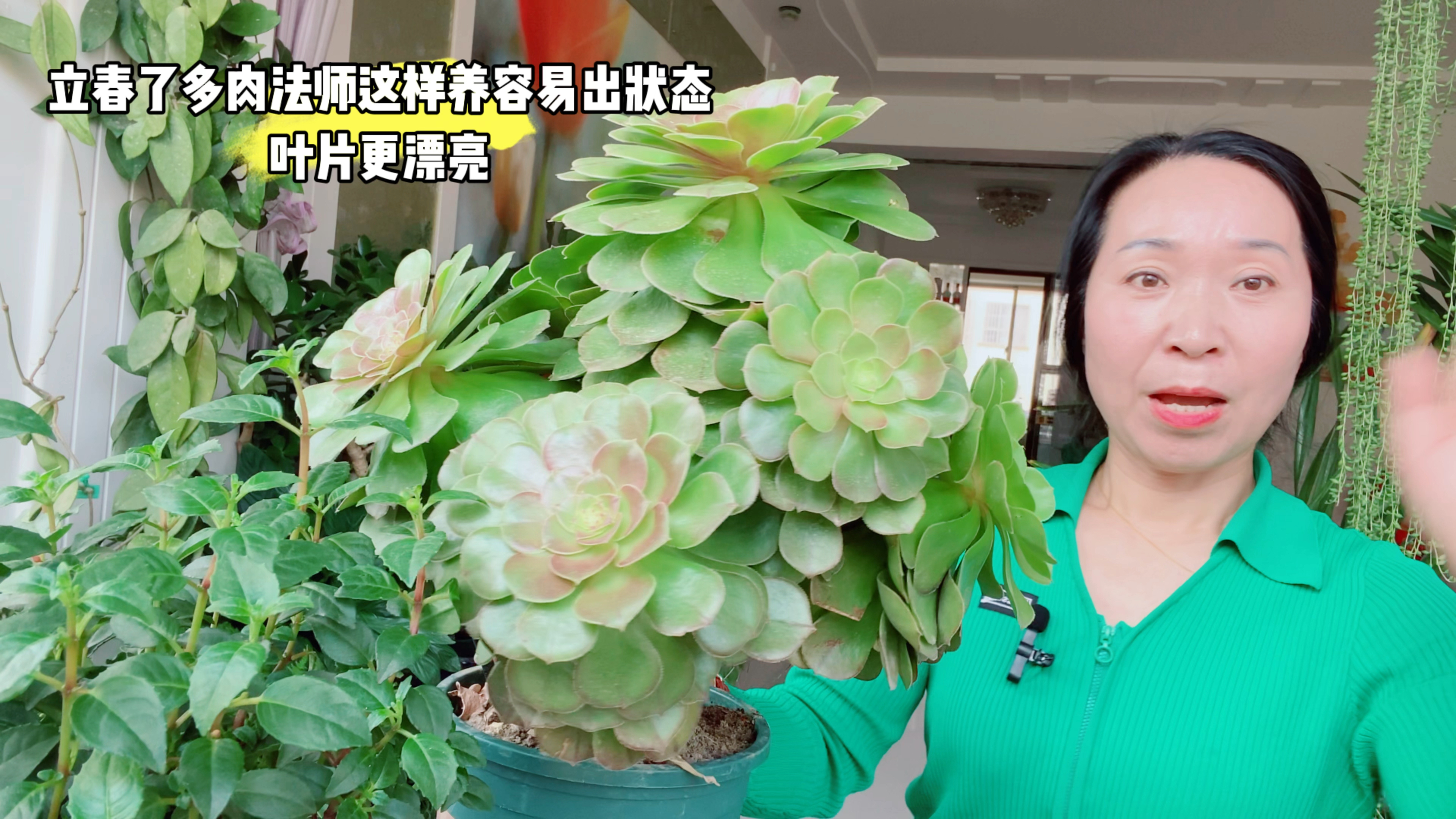 多肉法师立春后这样养护,叶片容易出状态,颜色漂亮