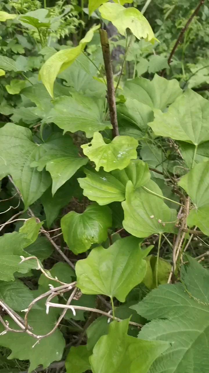 东北野生中药材,穿山龙,有认识的吗