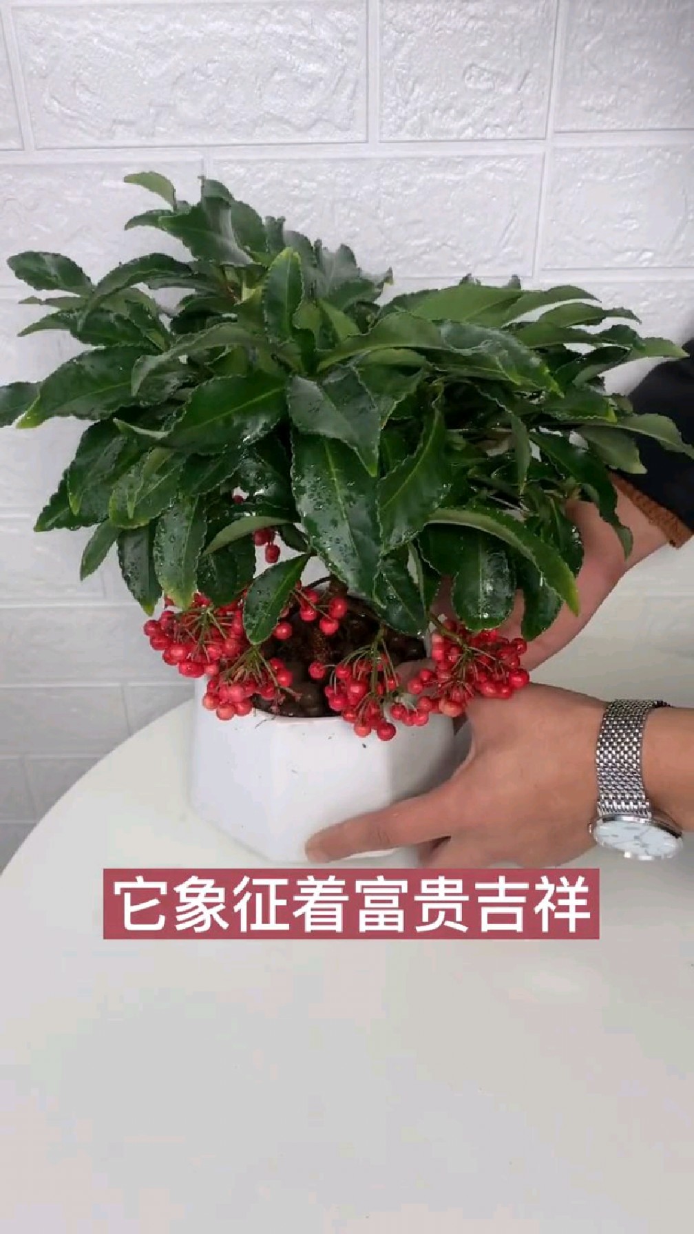 富贵籽象征着富贵吉祥子孙满堂