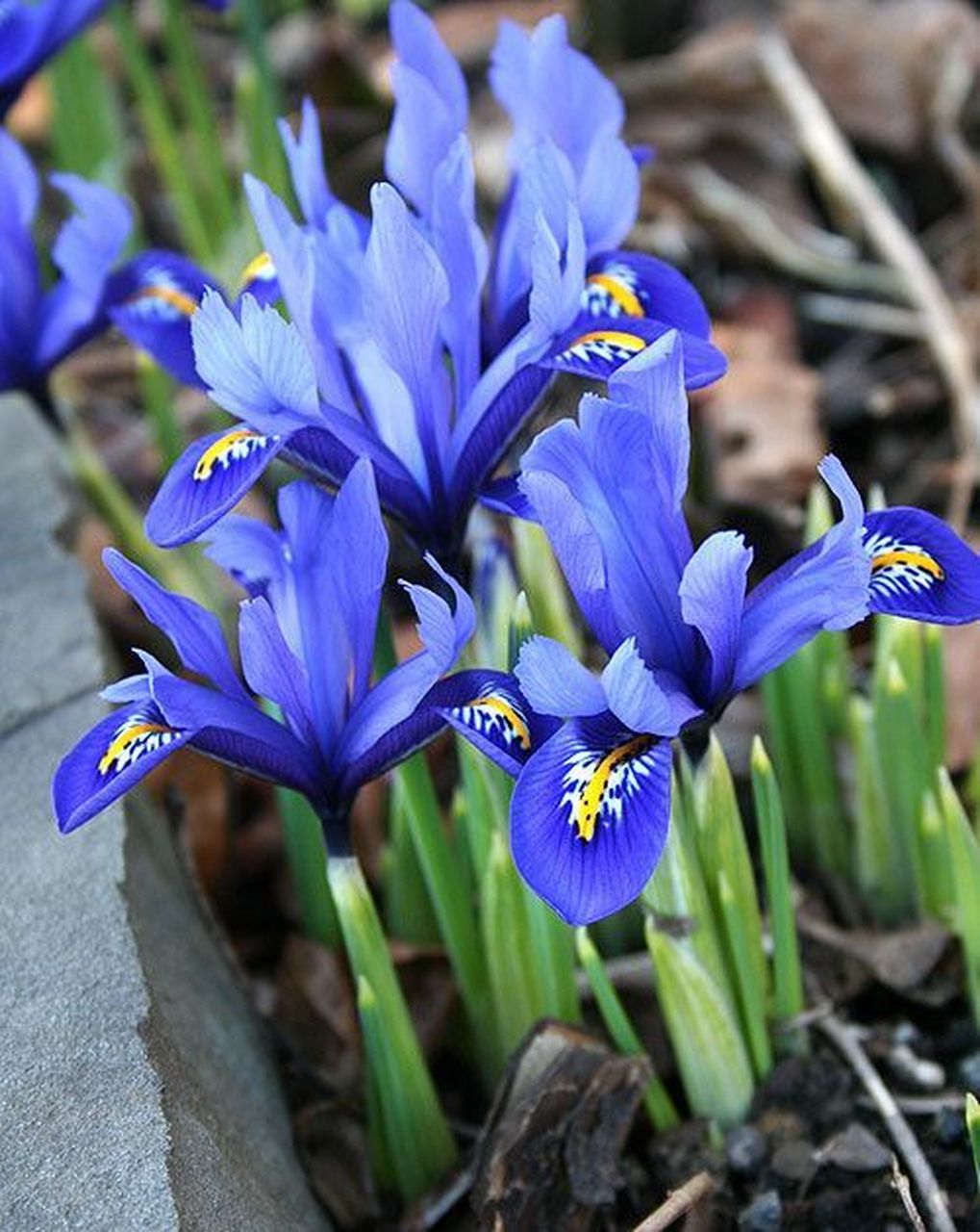 网脉鸢尾,最小的鸢尾品种,盆栽超合适73!一定要种的早春球根!