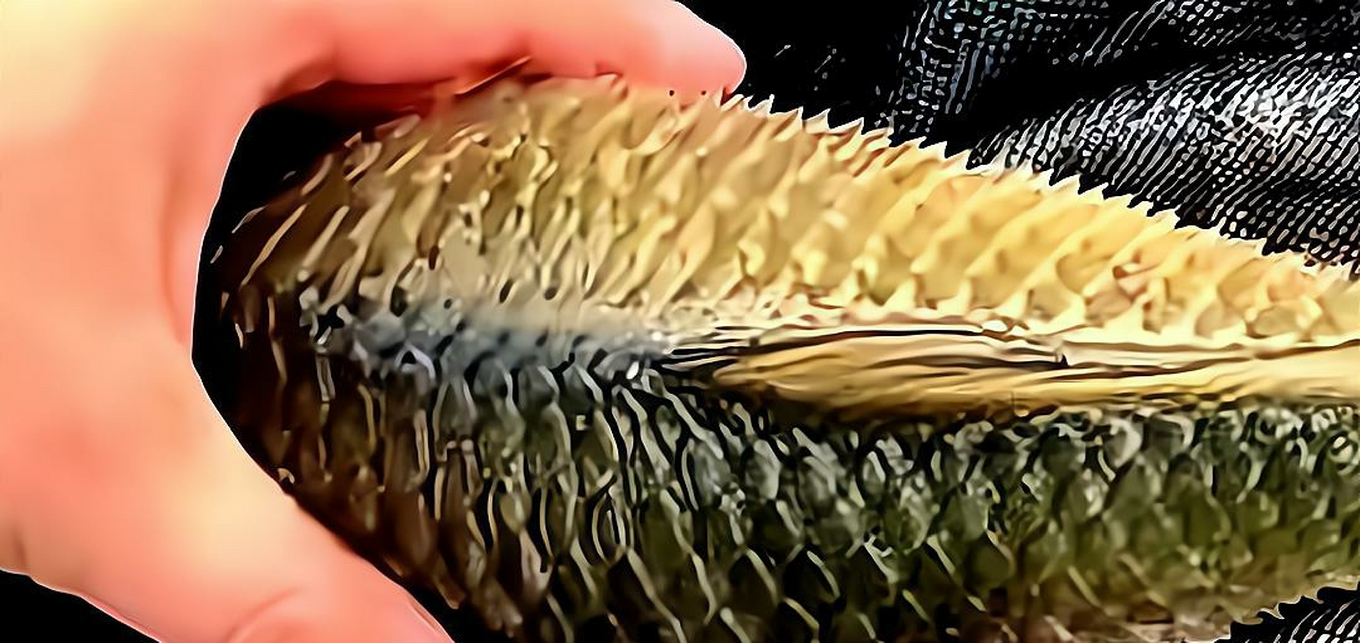 我家的鱼宝宝是不是生气了这鱼鳞都炸开了