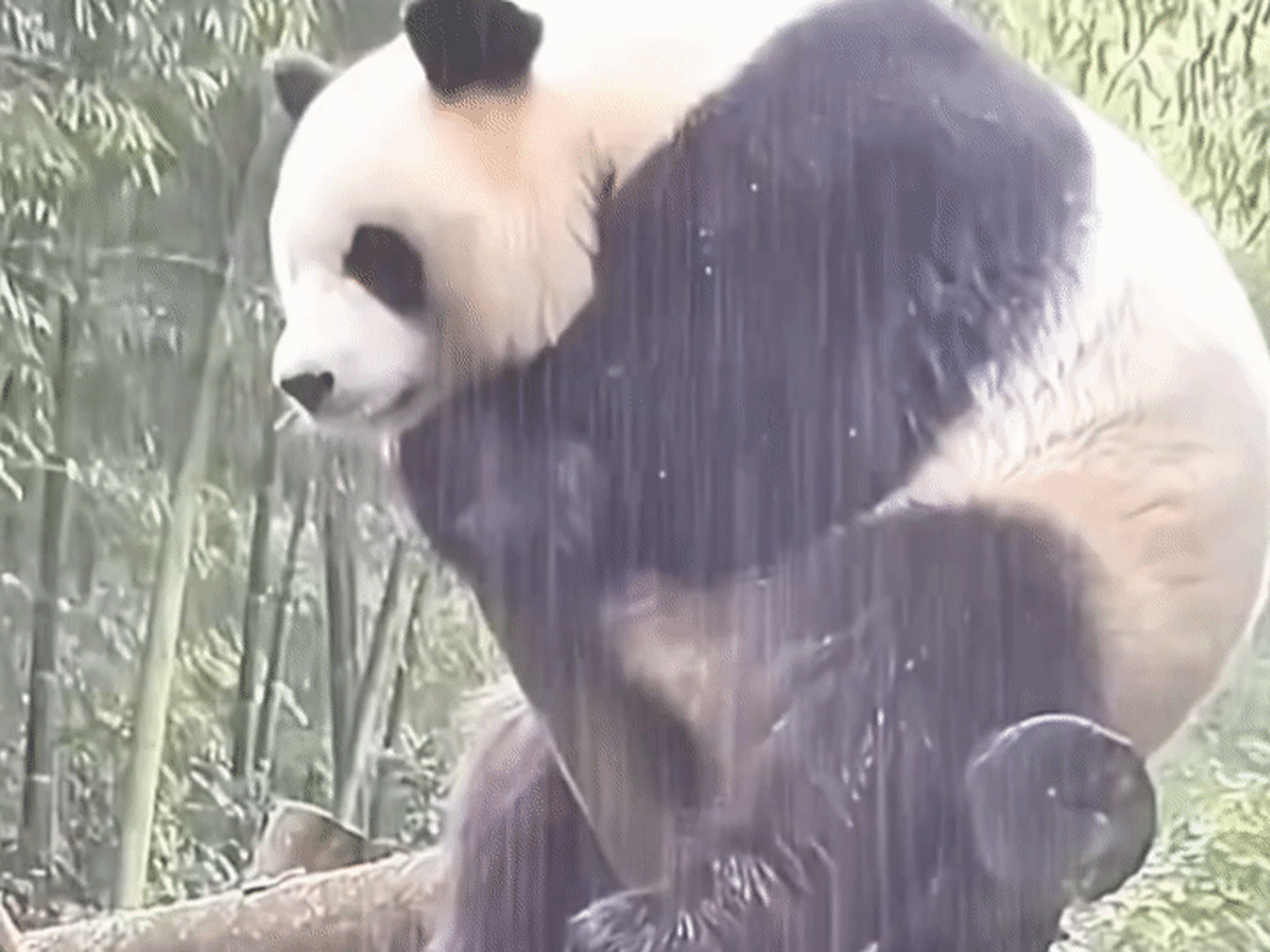 怎么不去躲雨? 大熊猫:我只是想要在雨中冷静一下自己焦躁的心绪.