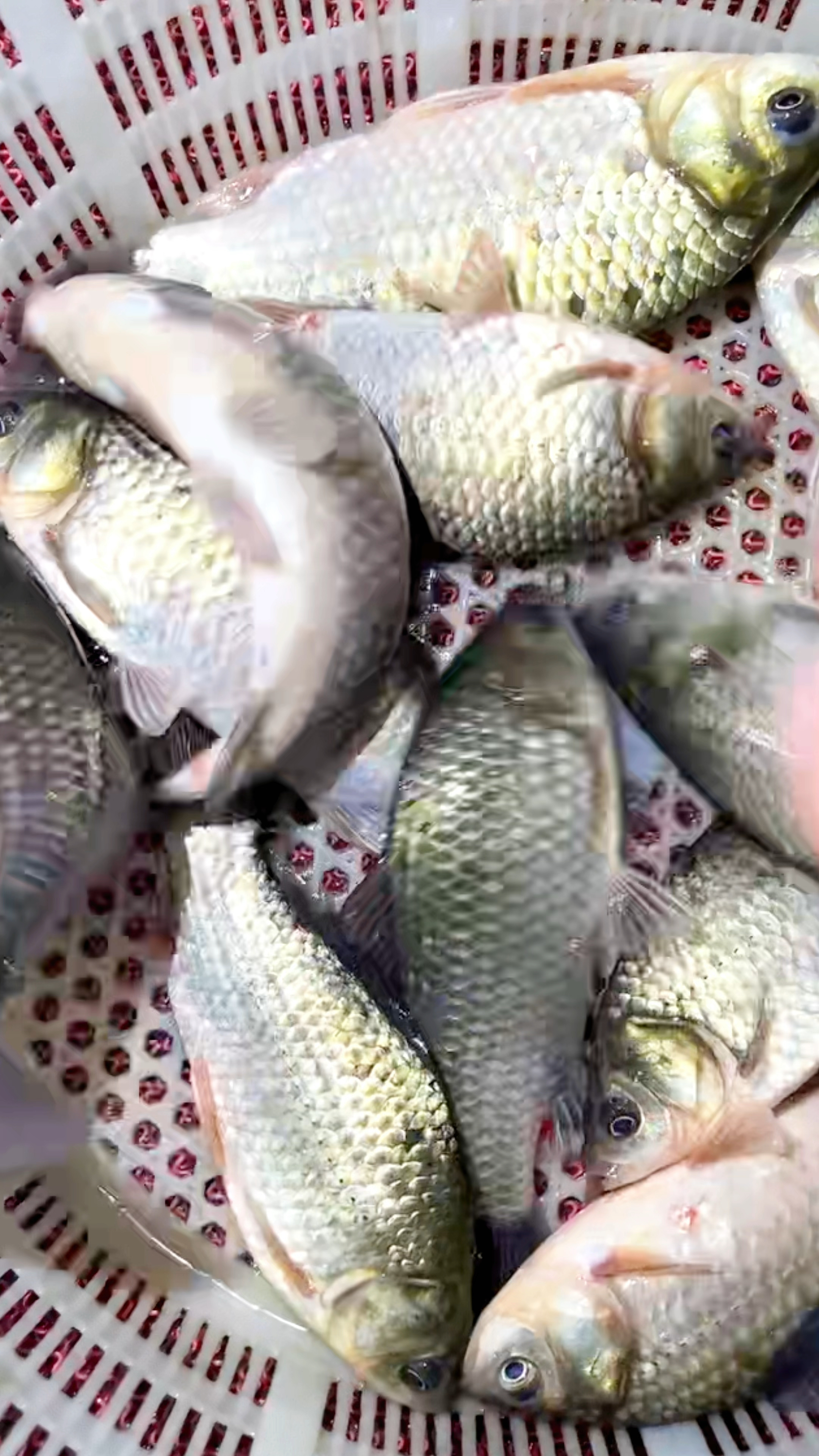 万绿湖野生白鲫鱼