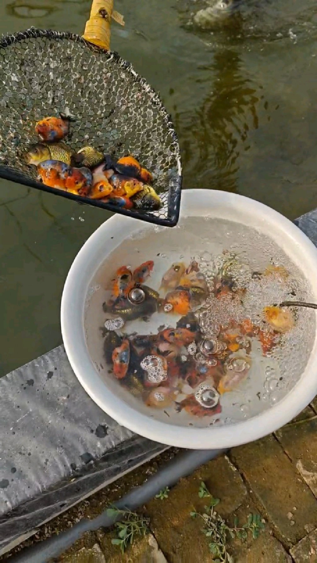 河北兰寿金鱼养殖场花色齐全