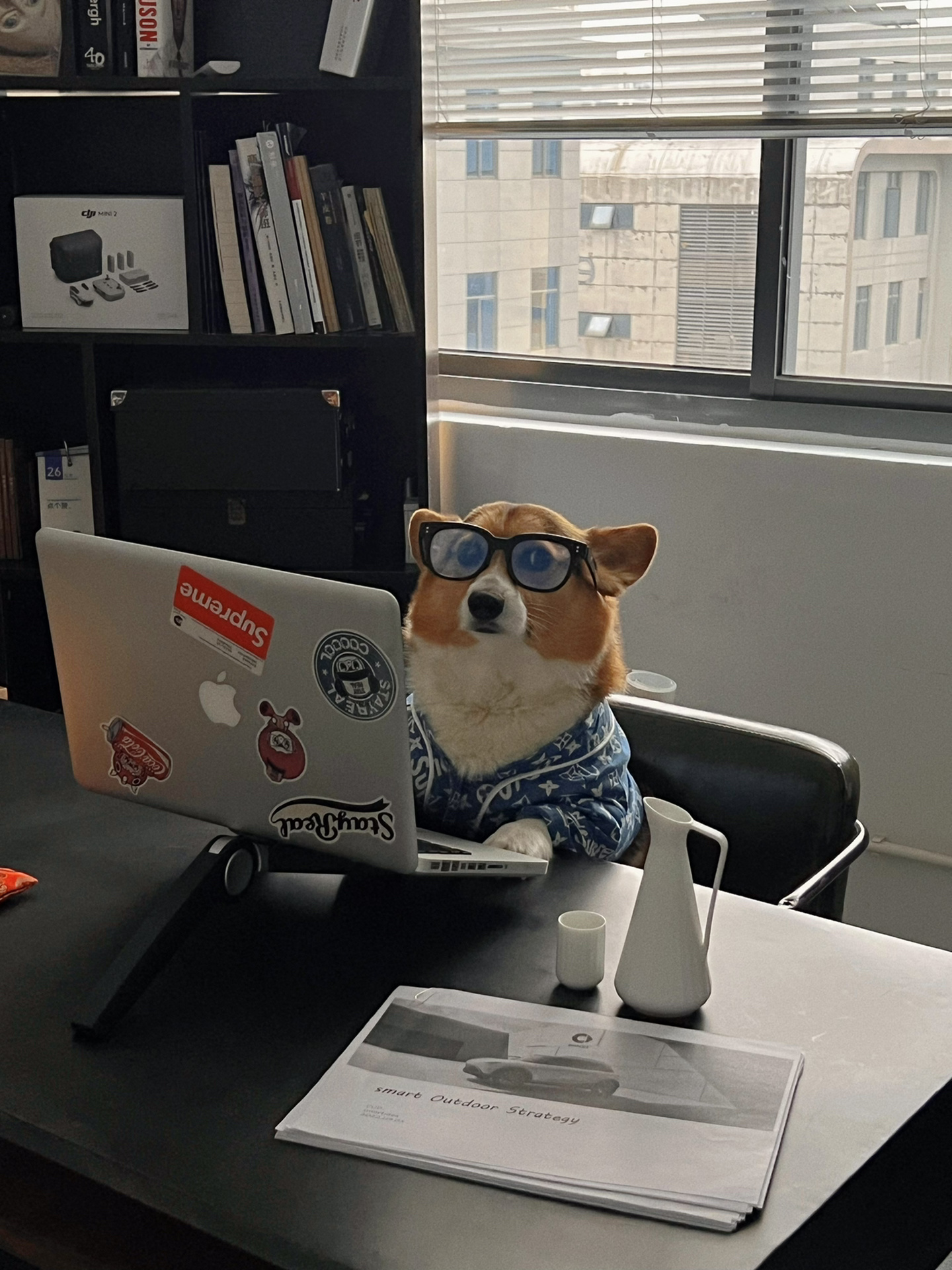 上班狗狗,请叫我哈总