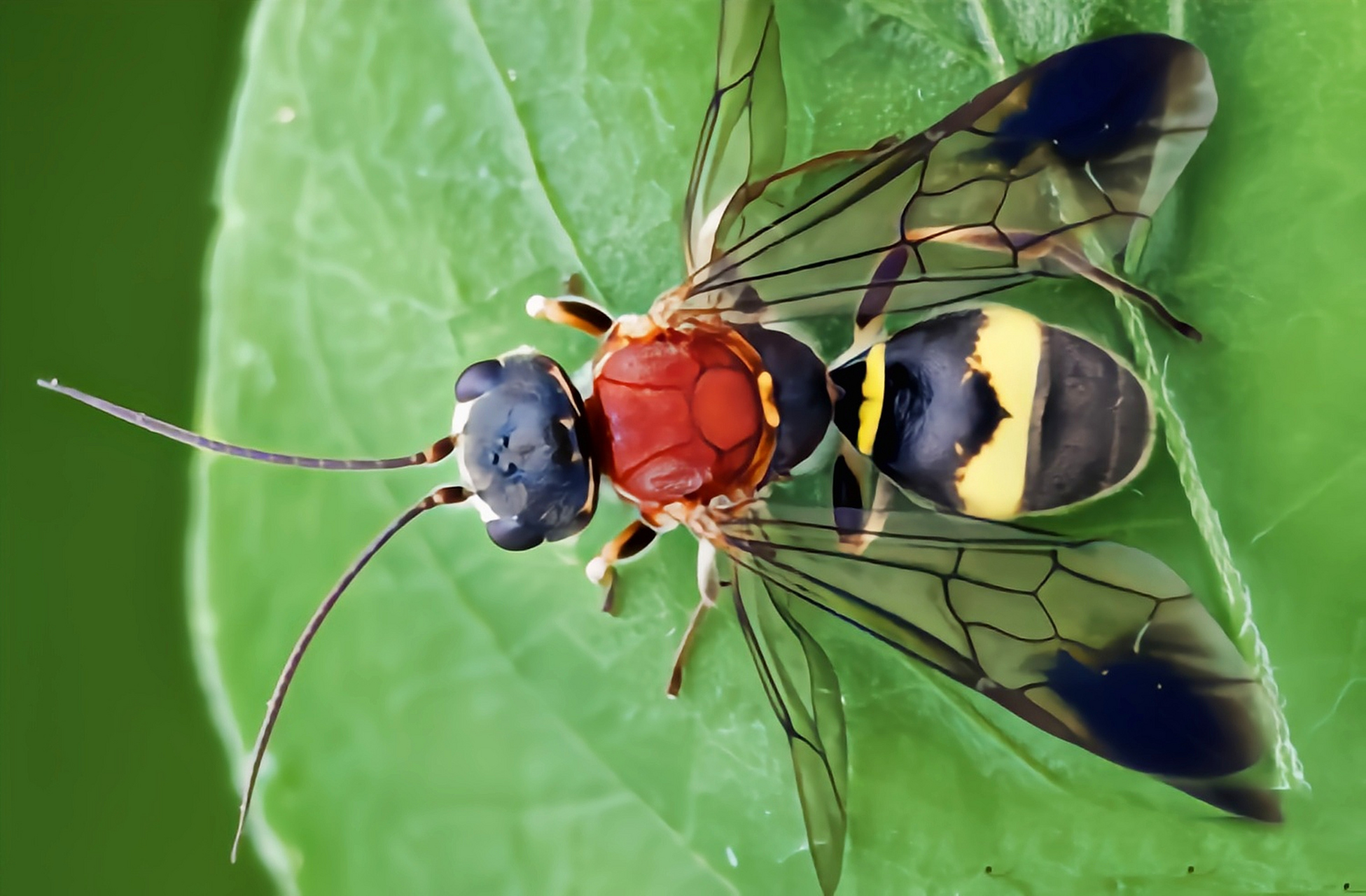 每天认识一种昆虫——绒蚁蜂 绒蚁蜂是膜翅目蚁蜂科昆虫,原产于亚洲