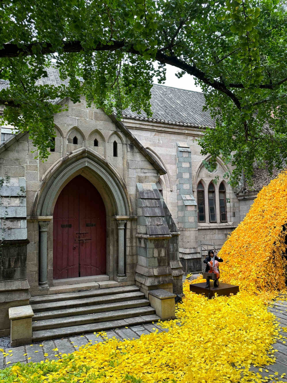 太漂亮了,福州烟台山石厝教堂百年银杏树的银杏叶还没变黄,直接整了一
