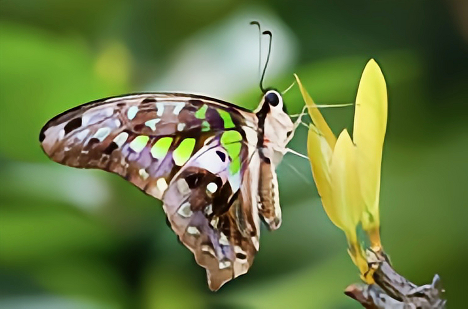 每天认识一种昆虫——统帅青凤蝶 统帅青凤蝶又名翠斑青凤蝶,黄蓝樟