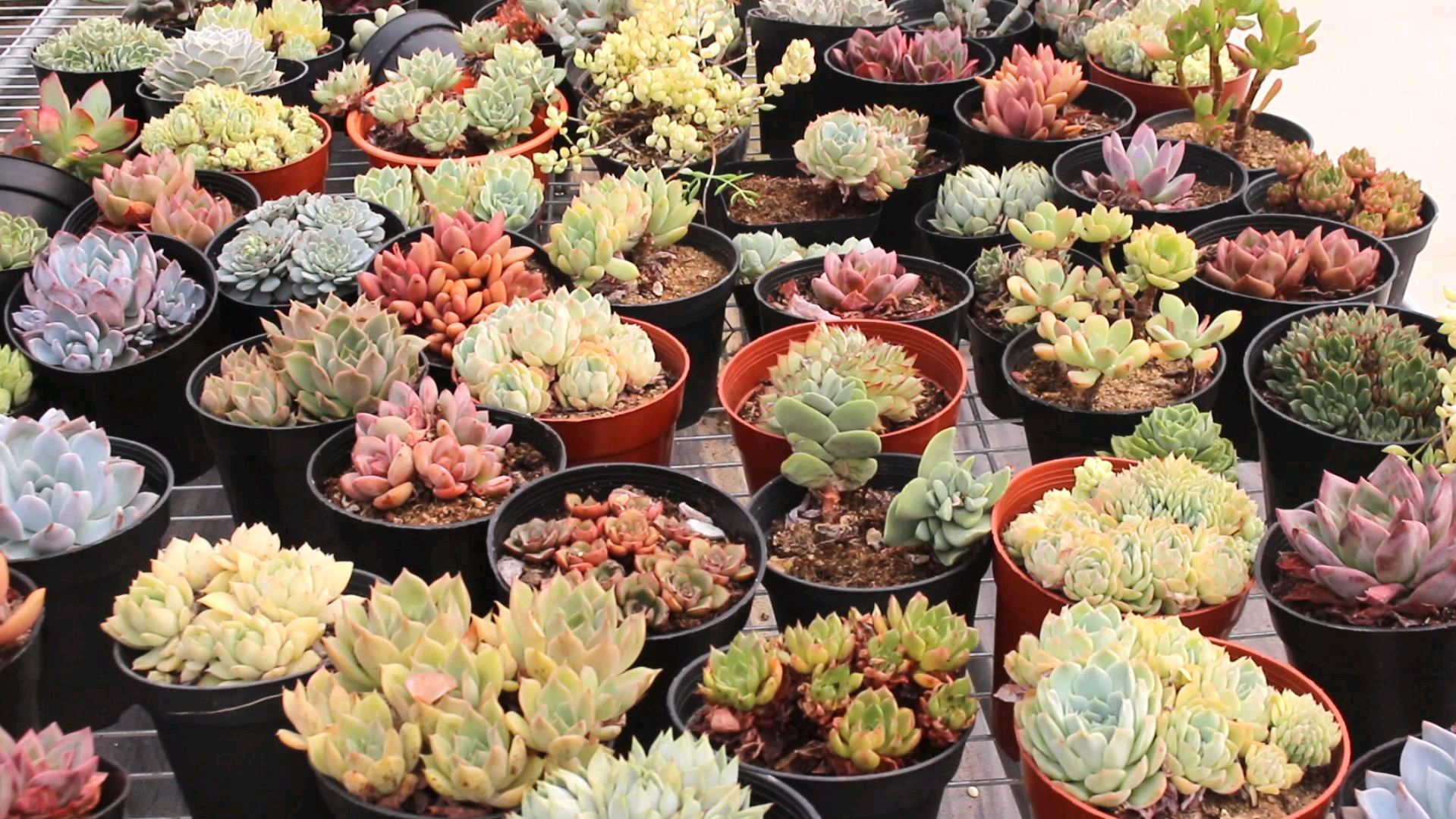 苗仔给大家带来超大福利,不得不说,这些多肉状态太棒了!