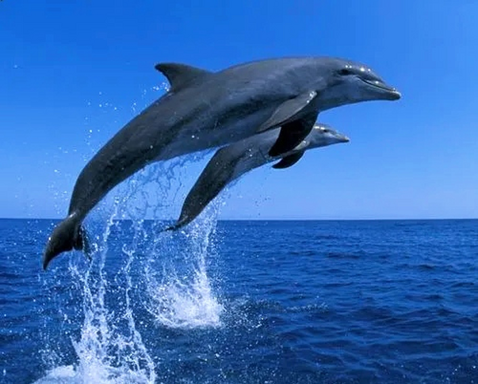 海豚,自由跃起:当海豚从水中一跃而出的那一刻,仿佛是大海的精灵,灵动