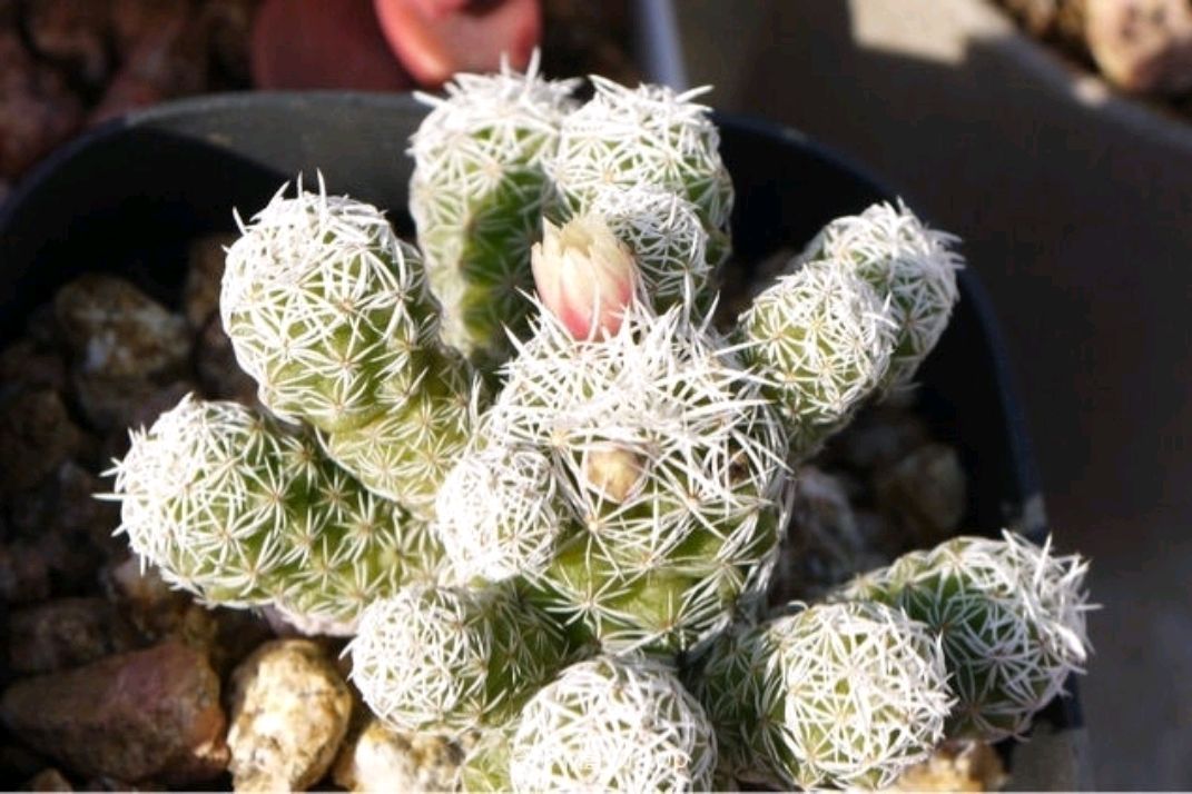 银手指好养易群生,虽然不是"白鸟",但养出状态也不一般