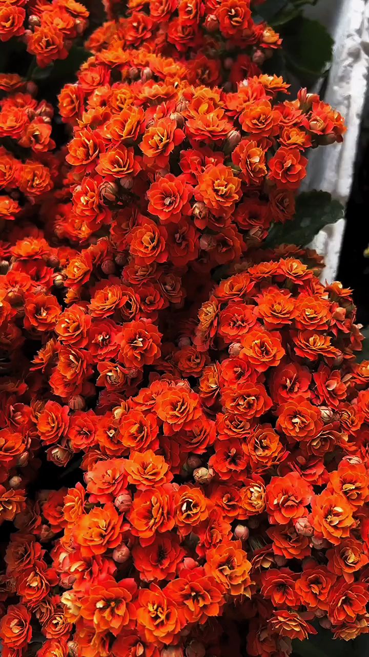 奇幻橙长寿花心想事成给个建议吧