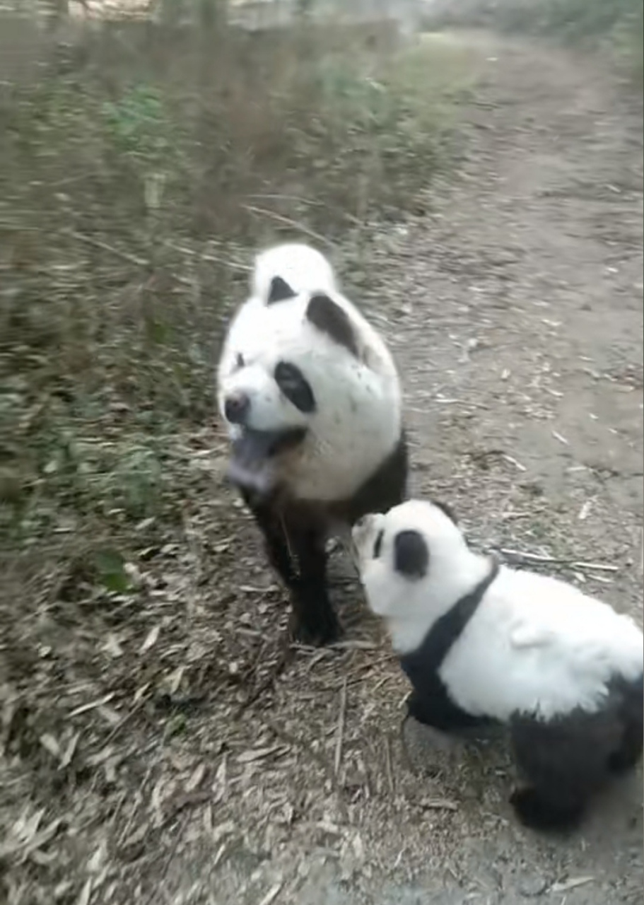这大熊猫怎么狗里狗气的