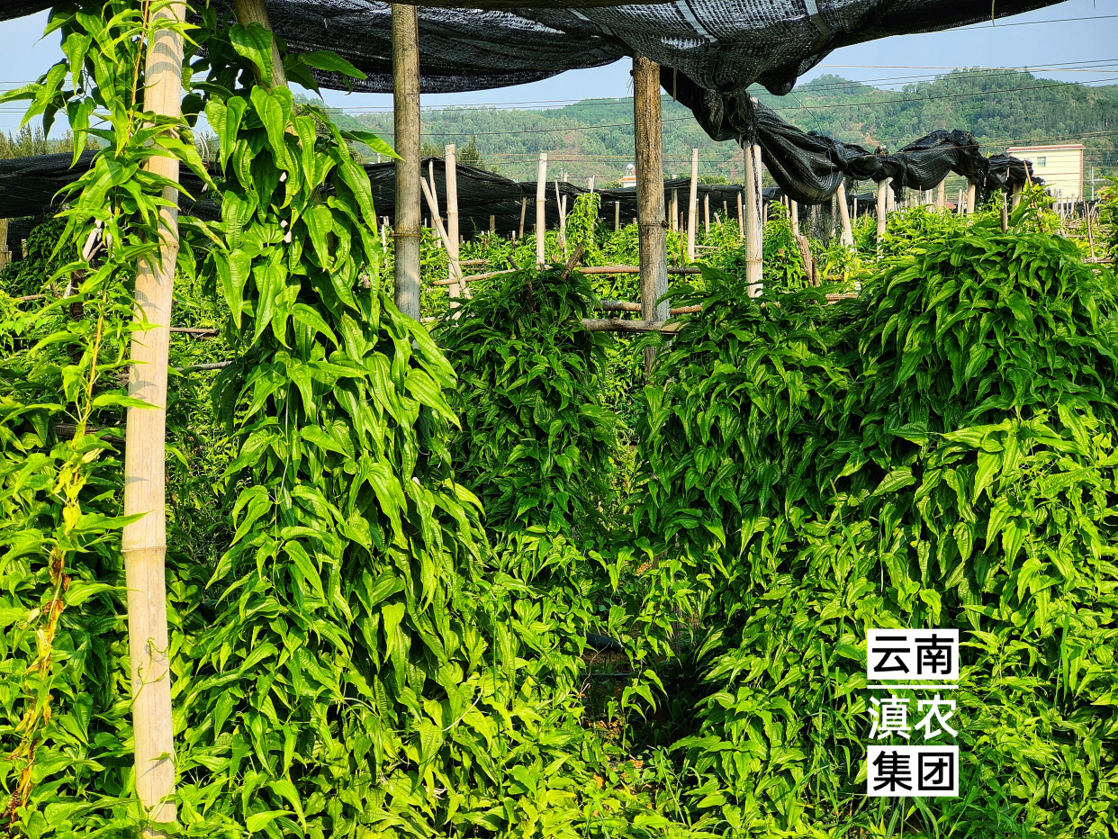 百部种苗批发,百部种植基地,百部种子价格