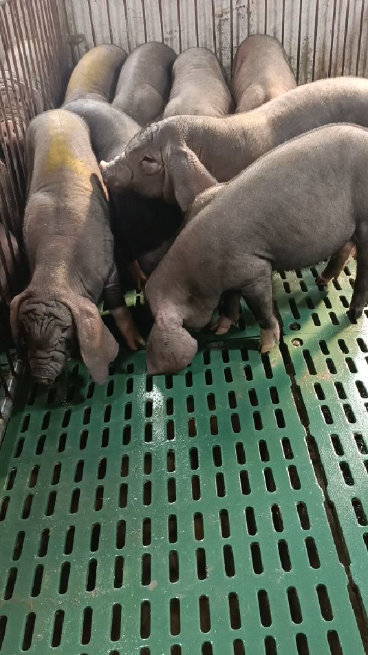 梅山四蹄白母猪50斤一头多少钱-度小视