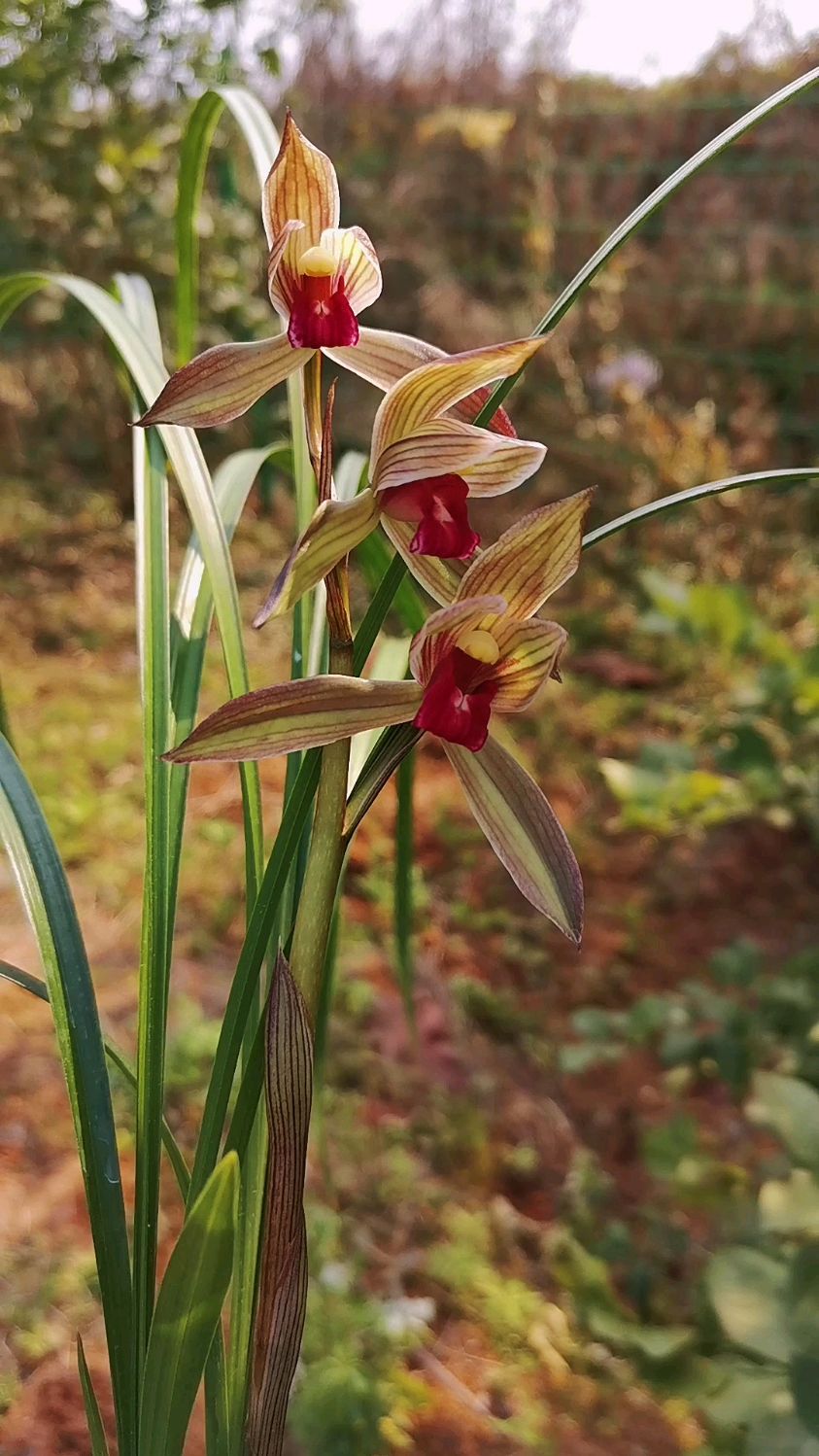 性价比非常高的红素,春剑柳枫红素